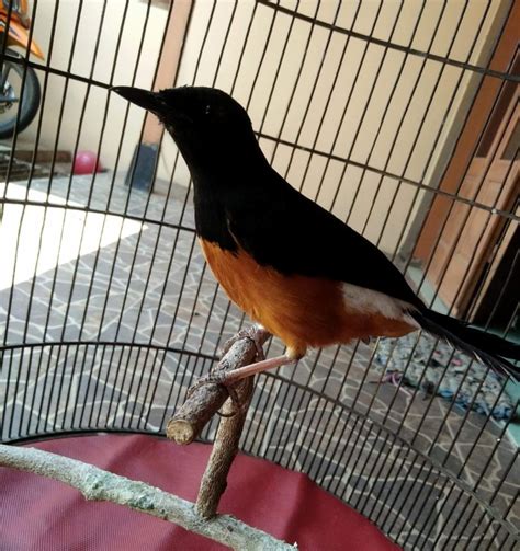 Jenis Burung Murai Batu Terbaik Di Seluruh Dunia Beserta Gambar Dan