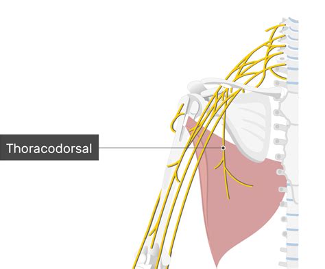 Latissimus Dorsi Muscle