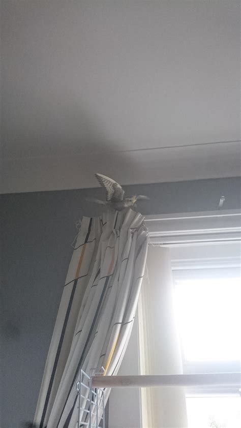 why is cockatiel itching fast 2