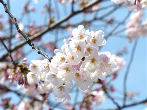 Fotos gratis árbol naturaleza rama cielo blanco hoja pétalo