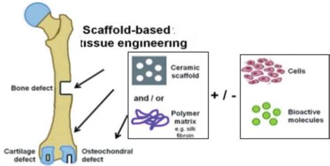 Introductory Chapter: Concepts of Tissue Regeneration | IntechOpen