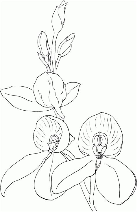 Orchid Coloring Pages Coloring Cool