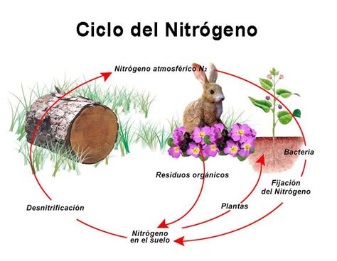 Periodista Mucho Absurdo Preguntas Sobre El Ciclo Del Nitrogeno