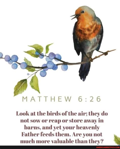 Matthew Look At The Birds Of The Air They Do Not Sow Or Reap Or Store