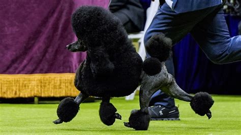 Mini Poodle Sage Takes First Place In Westminster Kennel Club Dog Show