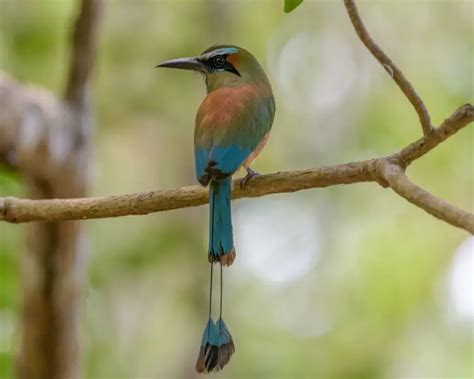 Turquoise-Browed Motmot - Facts, Diet, Habitat & Pictures on Animalia.bio