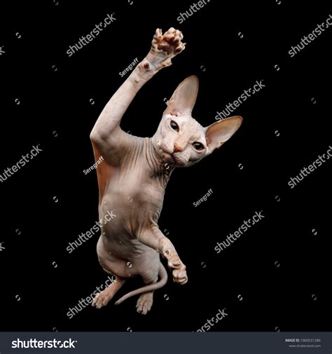 Funny Sphynx Cat Sitting Raising Paw Stock Photo 1060531286 | Shutterstock