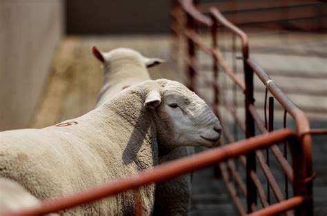 Dormer Breeders - Hatari Farming