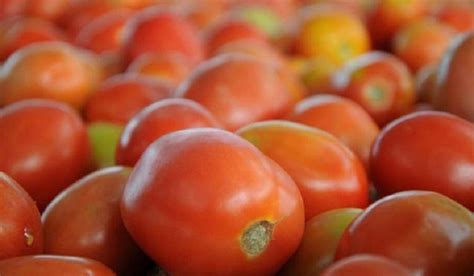 Tomato Customers Feeling Tweak Cost Reached To Rs Kg In Delhi Ncr