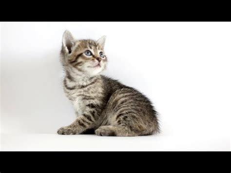 Mega Kitten Collection Over Cats All Your Favourites And More Too