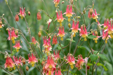 A Beginner's Guide to Red Columbine - The Plant Native