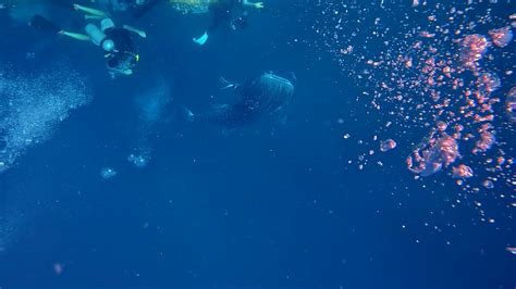 Scuba Diving From Surface Encounter Whale Stock Footage SBV-347571650 ...