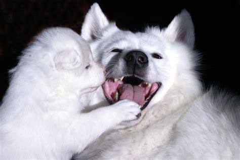 Samoyed Puppy And Dog Smile Samoyed Club Of America