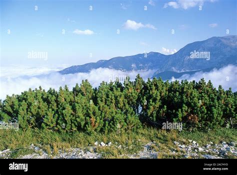 Mountain Pine Pinus Mugo On A Mountainside Photographed In The