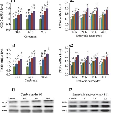 The Mrna Levels Of Nf κb Tnf α Inos Cox 2 And Ptges And The Protein