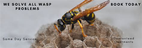 Wasp Nest Exterminator Gloucestershire Professional Wasp Control