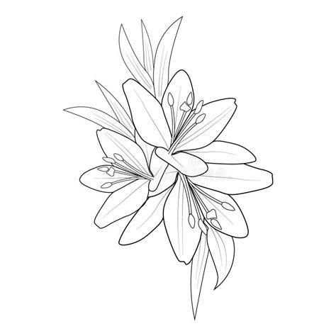 realistic lily drawing realistic lily flower sketch outline realistic
