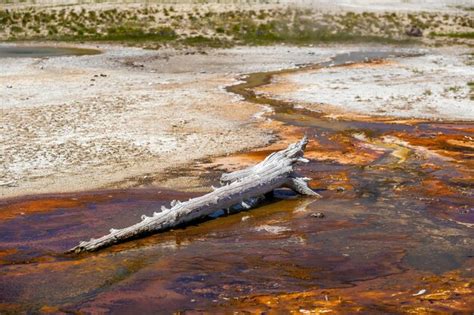 Aguas Termales En El Parque Nacional Yellow Stone En Ee Uu Foto Premium