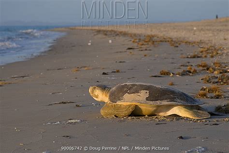 Flatback Turtle Stock Photo Minden Pictures