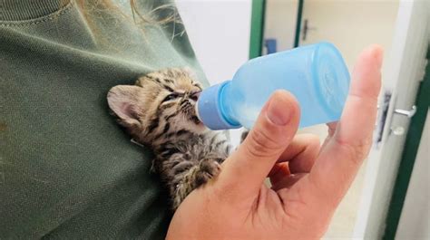 Gato Do Mato Pequeno Amea Ado De Extin O Resgatado Pela Pol Cia