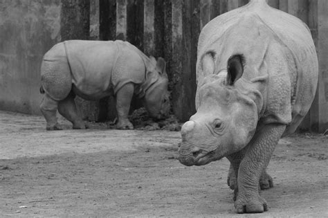 50 Free Baby Rhino And Rhino Images Pixabay