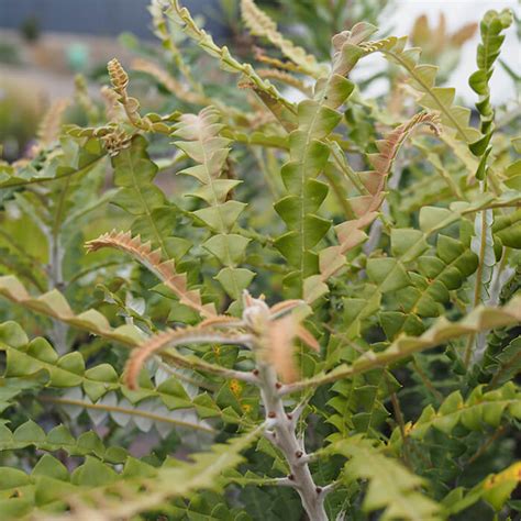 Showy Banksia 50mm Value Tube Worn Gundidj Online