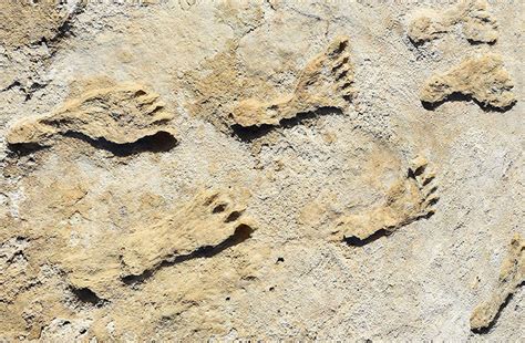 Human Footprint Fossil