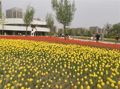 太原晋阳湖公园郁金香花展吸引大批市民参观澎湃号·媒体澎湃新闻 The Paper