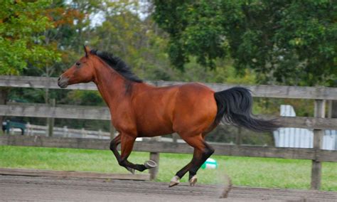 Quarter Horse Breed Origin, Characteristics and Uses - Horsey Hooves