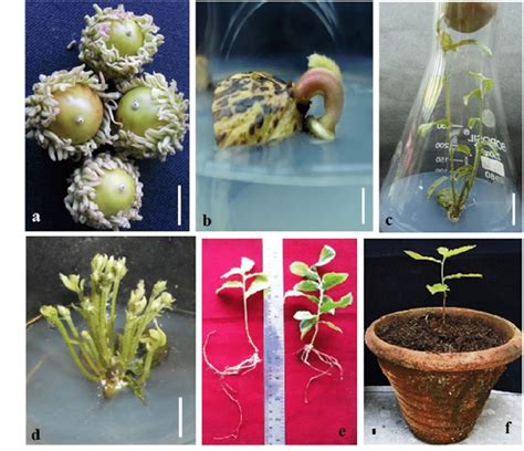 Rapid In Vitro Shoot Multiplication Of Q Serrata Through Cut Seed