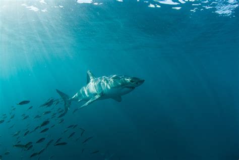 Ontdek Alles Over De Witte Haai National Geographic Junior