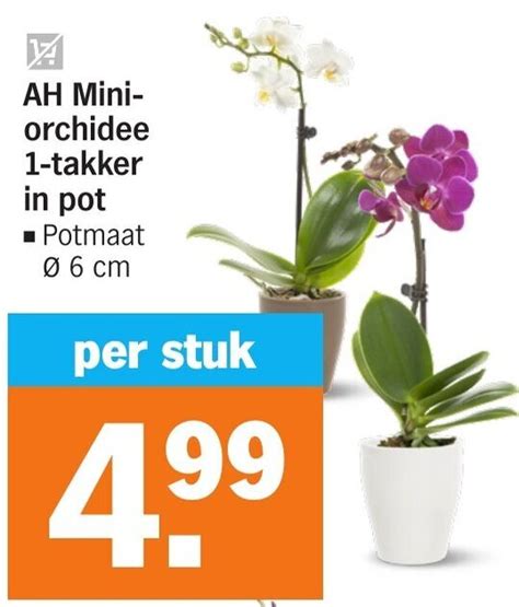 Ah Mini Orchidee Tak Kers In Pot Aanbieding Bij Albert Heijn