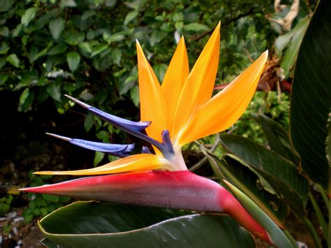 Bird Of Paradise Flower Images | Golden Gates