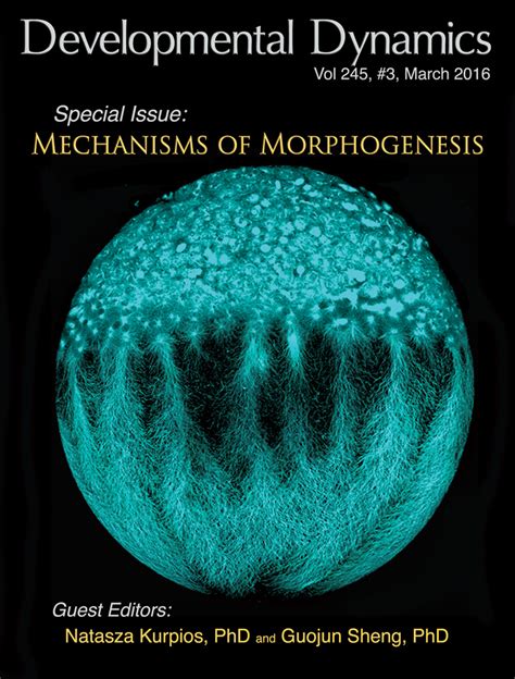 Coelomic Epithelium‐derived Cells In Visceral Morphogenesis Ariza 2016 Developmental