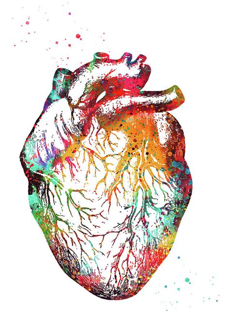 Heart Anatomy Digital Art by Erzebet S - Fine Art America