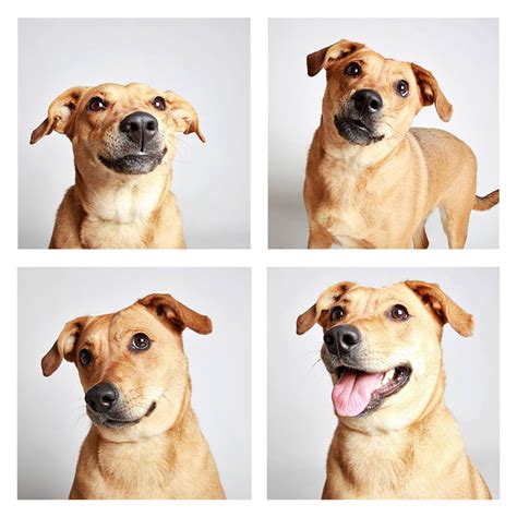 The Dogs Photo Booth_5 – Fubiz Media