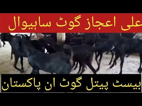 On Cheap Rates Many goats for sale بہت ہی سستی بکریاں سیل کے لیے ہمارے