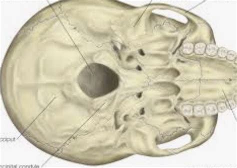 Skull Labeled Diagram Quizlet