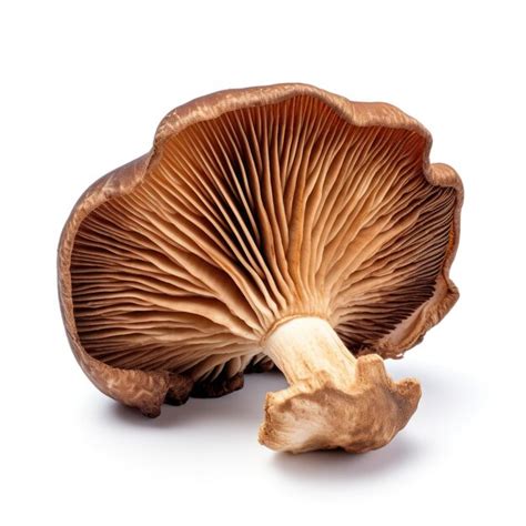 Premium Photo Dried Chestnut Mushroom Isolated