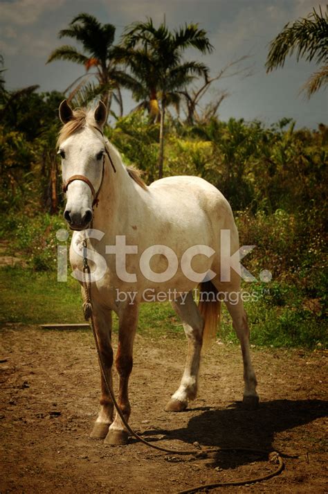 White Horse Serie Stock Photo | Royalty-Free | FreeImages