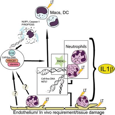 Frontline Science Anthrax lethal toxininduced NLRP1mediated IL1β