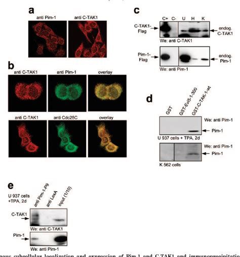 Figure 1 From The Oncogenic Serine Threonine Kinase Pim 1