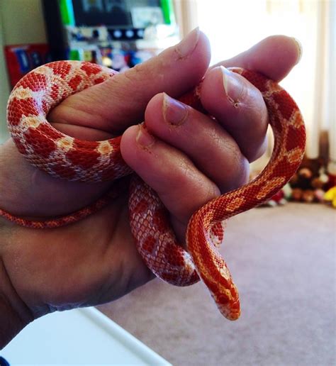 Premium Photo Cropped Image Of Person Holding Snake