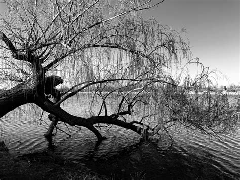 Weeping Willow Tree Photos, Download The BEST Free Weeping Willow Tree Stock Photos & HD Images