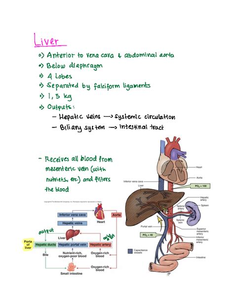 Accessory Organ Of Digestive System 8