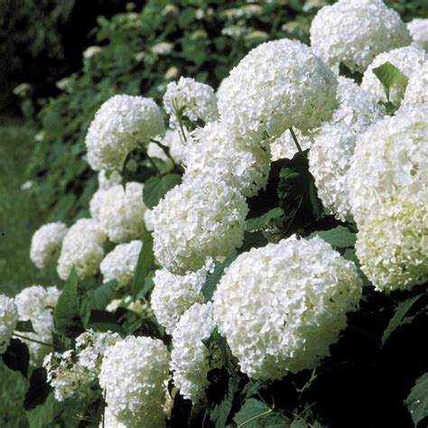 Hydrangea Arborescens Annabelle Annabelle Smooth Hydrangea From