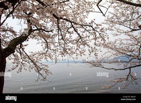 beautiful sakura season , Japan Stock Photo - Alamy