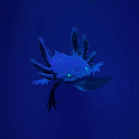 Gfp Melanoid Axolotl Axolotls For Sale Axolotl Planet