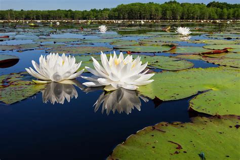 Fragrant Water Lilies On Caddo Lake Photograph By Larry Ditto Fine Art America