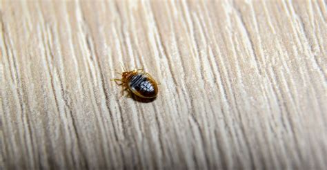 The Top Bed Bug Treatments That Actually Work Overnout